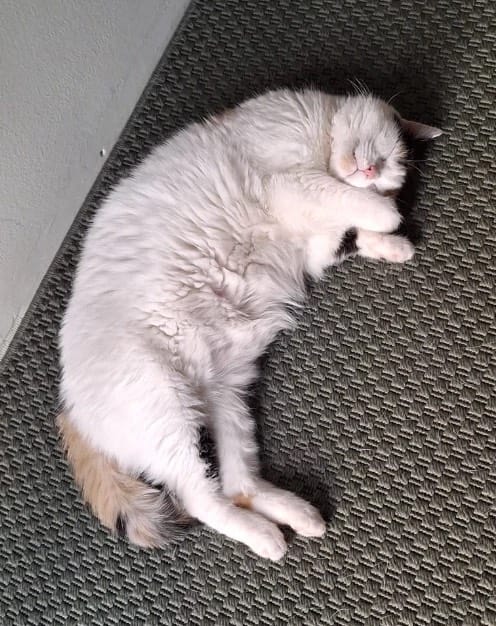 Dot, the Roots Recovered office cat, napping in the sun