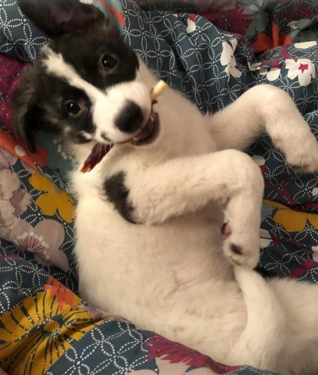 Luna, the Roots Recovered office dog, as a puppy